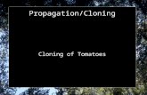 Propagation/Cloning Cloning of Tomatoes. Find tomato plant that is at least 2 feet in height of a species of tomatoes that you like: Beef, grape, cherry,