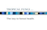 TROPICAL FUNGI 3-30-10 The key to forest health..