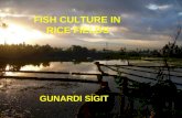 FISH CULTURE IN RICE FIELDS GUNARDI SIGIT. Introduction Cultivating rice and fish together has been centuries old tradition in some parts of southeast.
