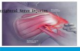 Peripheral Nerve Injuries. AXILLARY NERVE A large nerve arising from the posterior cord of the brachial plexus Divided: Posterior branch: Innervates Teres.