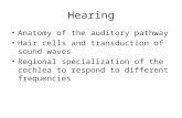 Hearing Anatomy of the auditory pathway Hair cells and transduction of sound waves Regional specialization of the cochlea to respond to different frequencies.