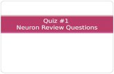 Quiz #1 Neuron Review Questions. Label the neuron! #1 #2 #3 #4 Neuron Review #1 Dendrite Axon Cell Body Myelin Sheath.