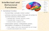 Intellectual and Behavioral Functions Cerebral Cortex –frontal lobe: somatic motor cortex –primary sensory areas: first part of cortex to receive sensory.