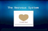 The Nervous System. Two Components Central Nervous System Brain o Cerebrum  Frontal Lobe  Parietal Lobe  Temporal Lobe  Occipital Lobe o Cerebellum.