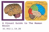 + A Visual Guide to The Human Brain SC.912.L.14.26.