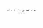 02- Biology of the brain. What makes you think? Class presentation video: Biology of the Brain What topics do you need help with?
