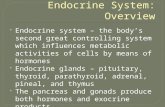 Endocrine system – the body’s second great controlling system which influences metabolic activities of cells by means of hormones  Endocrine glands.
