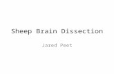 Sheep Brain Dissection Jared Peet. Warm Up – Class 5 – Sheep Brain Dissection As you enter the lab, please find your assigned table. At your table, take.