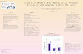 Zebra Fish Whole Kidney Marrow cells. Myeloid, Precursor, and Lymphoid % after RBC Lysis ABSTRACT TITLE : Flow Cytometric analysis of Zebrafish Whole Kidney.