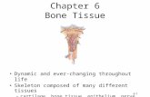 6-1 Chapter 6 Bone Tissue Dynamic and ever-changing throughout life Skeleton composed of many different tissues –cartilage, bone tissue, epithelium, nerve,