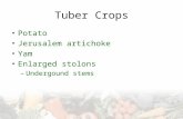 Tuber Crops Potato Jerusalem artichoke Yam Enlarged stolons –Undergound stems.
