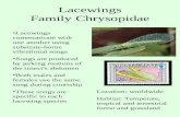 Lacewings Family Chrysopidae Location: worldwide Habitat: Temperate, tropical and terrestrial forest and grassland Lacewings communicate with one another.