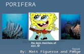 PORIFERA By: Matt Figueroa and Paige Cornwell Period six The best Porifera of all! SpongeBob-SquarePants-Posters.jpg.