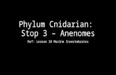 Phylum Cnidarian: Stop 3 – Anenomes Ref: Lesson 18 Marine Invertebrates.