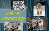 The snow leopard (Panthera uncia or Uncia uncia) is a moderately large cat native to the mountain ranges of Central Asia. Classically, two subspecies.