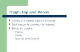 Thigh, Hip and Pelvis Joints are rarely injured in sport Soft tissue is commonly injured Bony Structure – Femur – Pelvis – Sacrum and Coccyx.