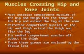 Muscles Crossing Hip and Knee Joints Most anterior compartment muscles of the hip and thigh flex the femur at the hip and extend the leg at the knee Most.