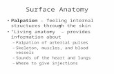 Surface Anatomy Palpation – feeling internal structures through the skin “Living anatomy” – provides information about –Palpation of arterial pulses –Skeleton,