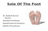 Sole Of The Foot Dr. Rakesh Kumar Verma Assistant Professor Department of Anatomy KGMU UP Lucknow.