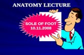 ANATOMY LECTURE SOLE OF FOOT 10.11.2008. Dermatomes of the foot.