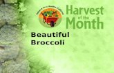Beautiful Broccoli. Why should you eat broccoli? A ½ cup of cooked broccoli is: An excellent source of vitamin A, vitamin C, vitamin K, and folate. A.