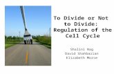 To Divide or Not to Divide: Regulation of the Cell Cycle Shalini Nag David Shahbazian Elizabeth Morse.