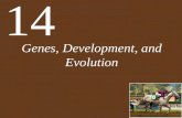 Genes, Development, and Evolution 14. Chapter 14 Genes, Development, and Evolution Key Concepts 14.1 Development Involves Distinct but Overlapping Processes.