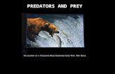 PREDATORS AND PREY. LOOK AT THREE ASPECTS: 1. Decisions made by animals in collecting food 2. Behaviour involved in collecting food 3. Ways to avoid being.