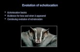 Evolution of echolocation  Echolocation basics  Evidence for how and when it appeared  Continuing evolution of echolocation.