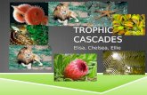 TROPHIC CASCADES Elisa, Chelsea, Ellie. Trophic Cascades  Herbivores can limit plant populations, but…  In most places, plants are abundant and herbivores.