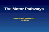 The Motor Pathways SHANDONG UNIVERSITY Liu Zhiyu.
