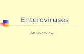 Enteroviruses An Overview. Enteroviruses Enteroviruses are a genus of the picornavirus family which replicate mainly in the gut. Single stranded naked.