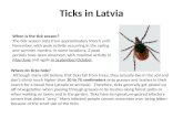 Ticks in Latvia When is the tick season? The tick season lasts from approximately March until November, with peak activity occurring in the spring and.