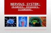 NERVOUS SYSTEM: INJURIES, DISEASES, DISORDERS. Damages to the Reflex Arc & Spinal Cord Injuries  _______, __________ or ______ reflex responses indicate.