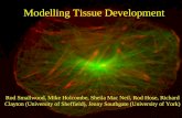 University of Sheffield rod/ Modelling Tissue Development Rod Smallwood, Mike Holcombe, Sheila Mac Neil, Rod Hose, Richard Clayton.