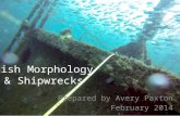 Fish Morphology & Shipwrecks Prepared by Avery Paxton February 2014.