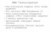 RNA Transcription Pre-Initiation Complex (PIC) binds promoter PIC recruits RNA Polymerase II Pol2 transcription elongation complex (TEC) transcribes sequence.