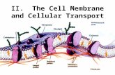 II. The Cell Membrane and Cellular Transport. A. Membrane Function 1.Membranes are Selectively Permeable. That is, they control what materials enter and.