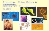 Protozoa, Slime Molds & Helminths Chapter 5 & 23 Talaro.