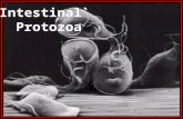 Intestinal` Protozoa. Giardia lamblia Giardia trophozoites ( SEM) Giardia trophozoites (light microscope)