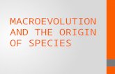 MACROEVOLUTION AND THE ORIGIN OF SPECIES. Origin of Species A species is a group of organisms that can breed and produce fertile offspring together in.