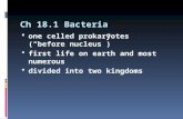 Ch 18.1 Bacteria  one celled prokaryotes (“before nucleus”)  first life on earth and most numerous  divided into two kingdoms.