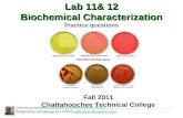 Lab 11& 12 Biochemical Characterization Practice questions Designed by Pyeongsug Kim ©2010 webmaster@science-i.comwebmaster@science-i.com Fall 2011 Chattahoochee.