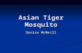 Asian Tiger Mosquito Denise McNeill. Asian Tiger Mosquito Asian Tiger Mosquito What is a Asian Tiger Mosquito? What is a Asian Tiger Mosquito? What is.