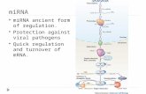MiRNA  miRNA ancient form of regulation.  Protection against viral pathogens  Quick regulation and turnover of mRNA.
