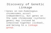 Discovery of Genetic Linkage Genes on non-homologous chromosomes assort independently, but genes on the same chromosome (syntenic genes) may instead be.