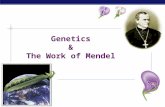 AP Biology Genetics & The Work of Mendel. AP Biology Gregor Mendel  Modern genetics began in the mid-1800s in an abbey garden, where a monk named Gregor.