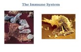 The Immune System Avenues of attack  Points of entry  digestive system  respiratory system  urogenital tract  break in skin  Routes of attack