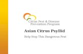 Asian Citrus Psyllid Help Stop This Dangerous Pest.