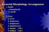 Bacterial Morphology Arrangement 1. Bacilli a.Streptobacilli b. Bacilli 2. Cocci a. Cocci b. Doplococci c. Streptococci d. Staphylococci e. Sarcina( 3D.